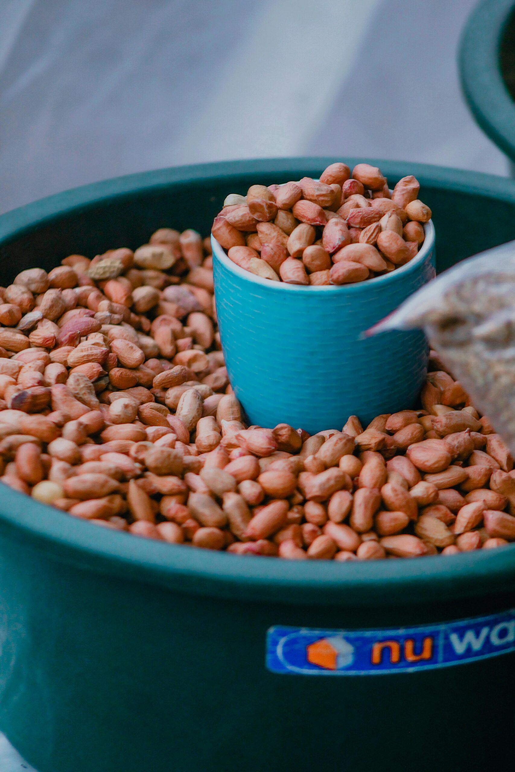 Fresh organic groundnuts / peanuts for oil extraction